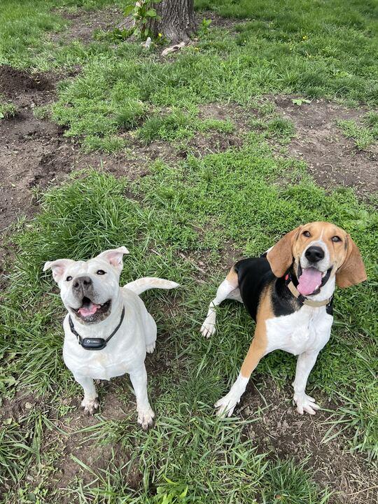 Enlarge Mary Puppins, a Adoptable mixed breed in Clarksburg, MO image 6/6