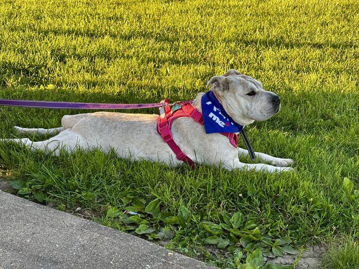Enlarge Mary Puppins, a Adoptable mixed breed in Clarksburg, MO image 4/6