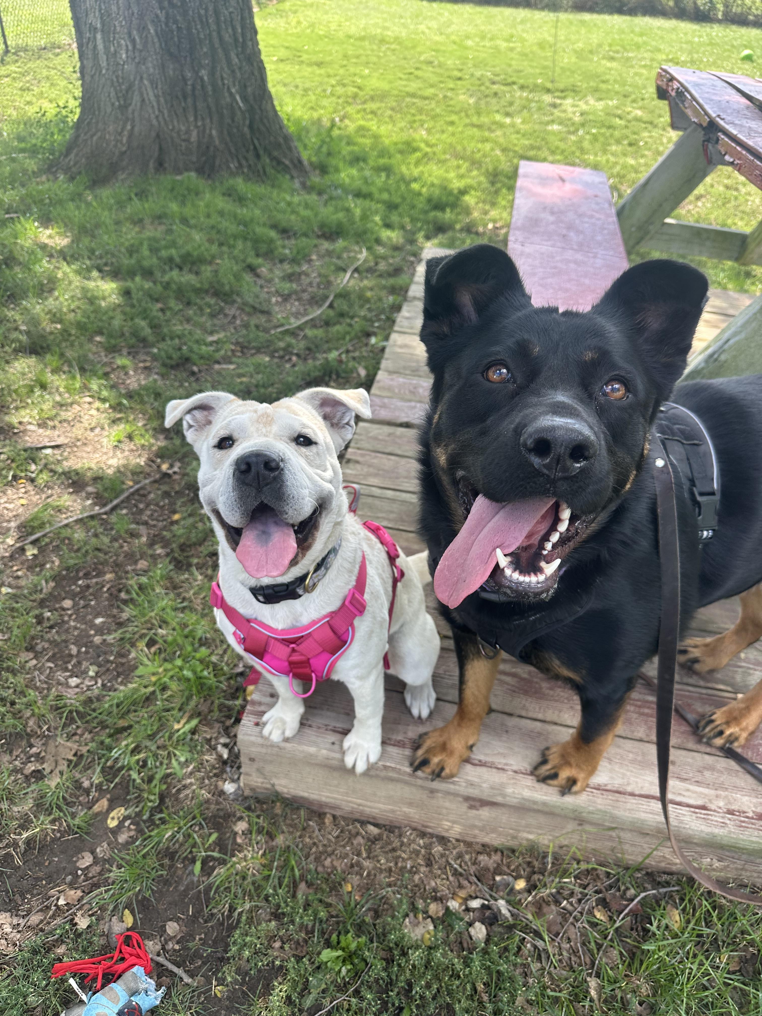 Enlarge Mary Puppins, a Adoptable mixed breed in Clarksburg, MO image 2/4