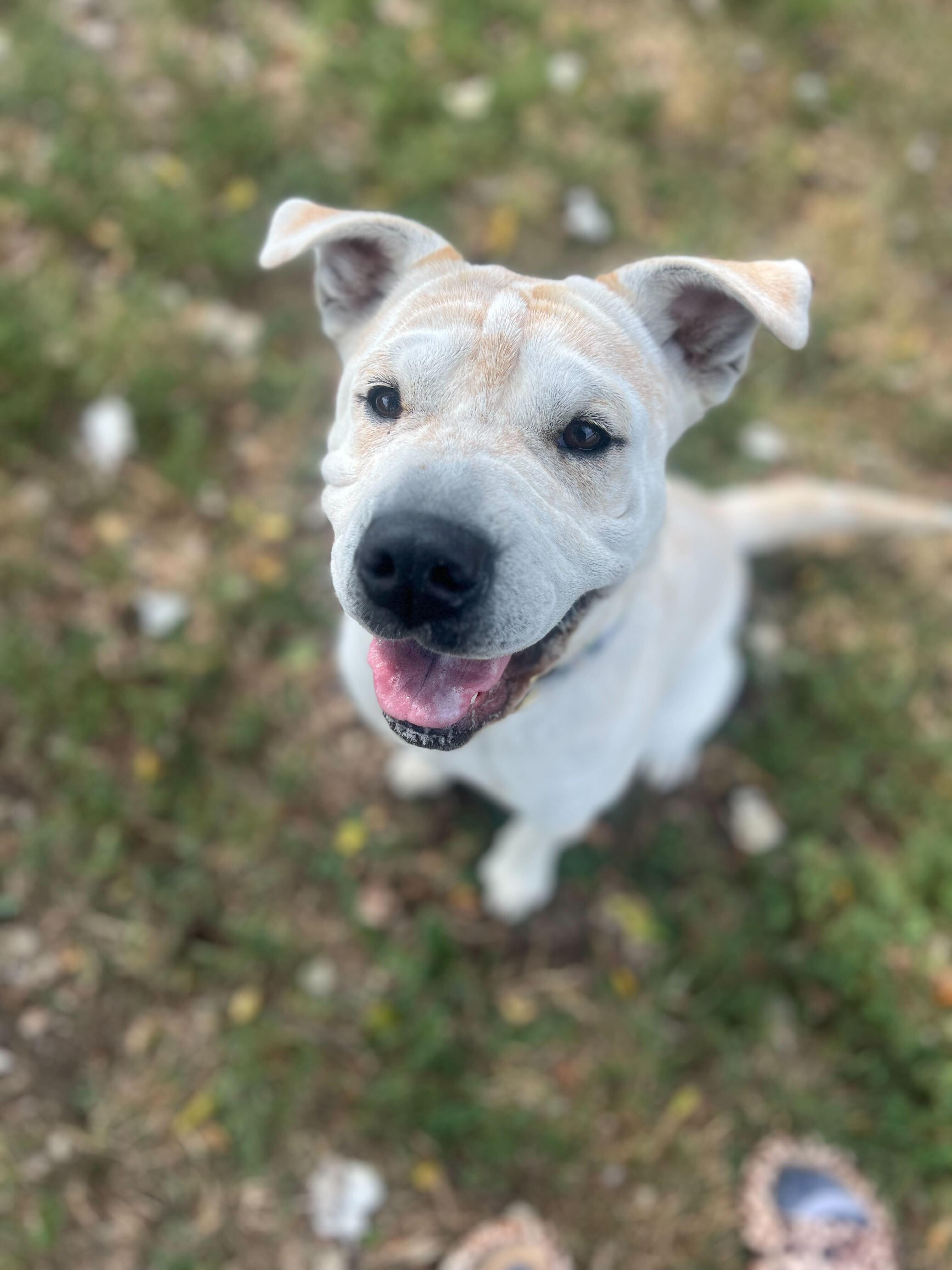 Enlarge Mary Puppins, a Adoptable mixed breed in Clarksburg, MO image 3/4