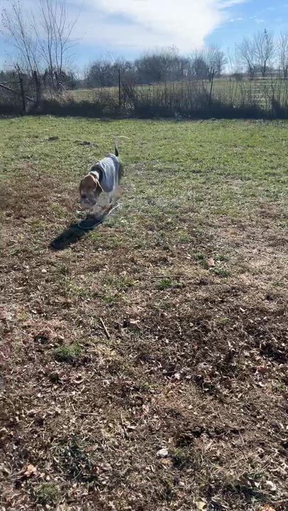 Enlarge Mary Puppins, a Adoptable mixed breed in Clarksburg, MO video 6/6