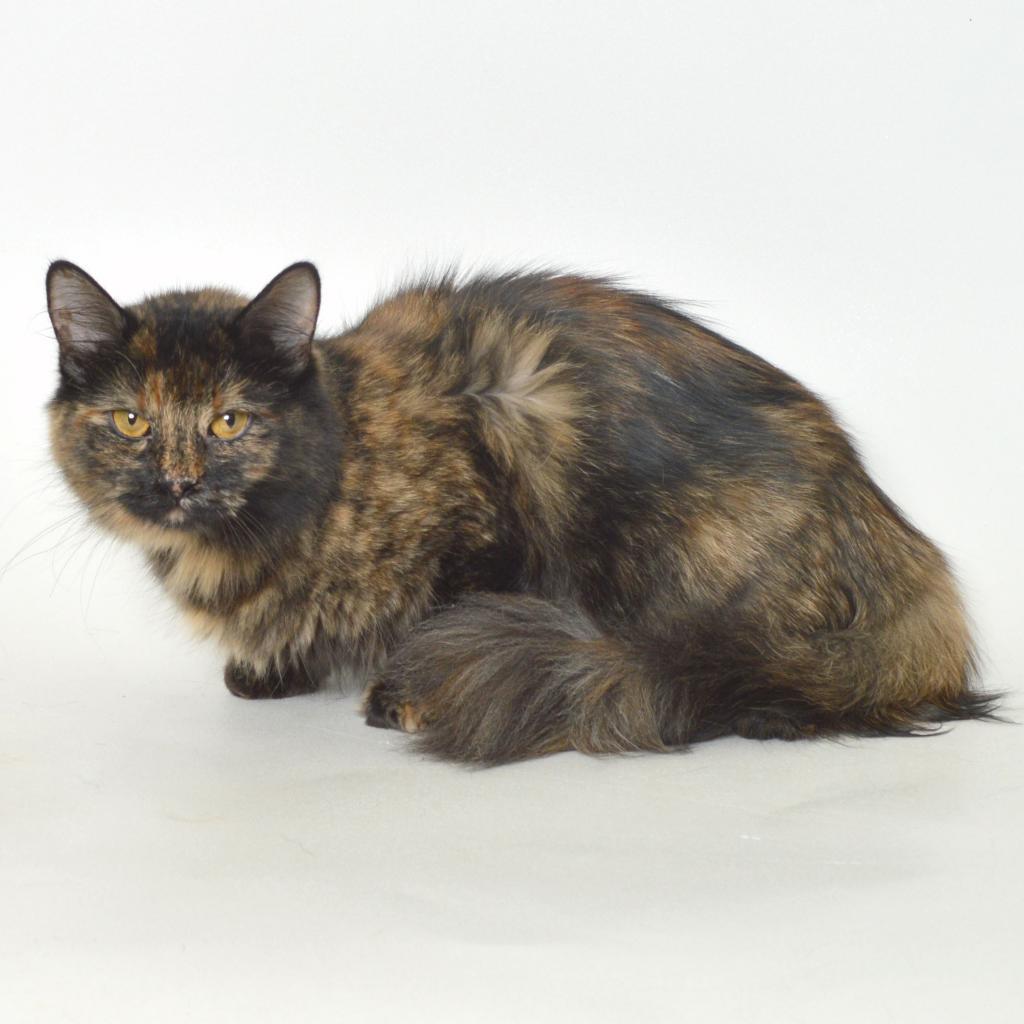 Enlarge Sandy, a Adoptable Domestic Long Hair in Springfield, IL image 1/1