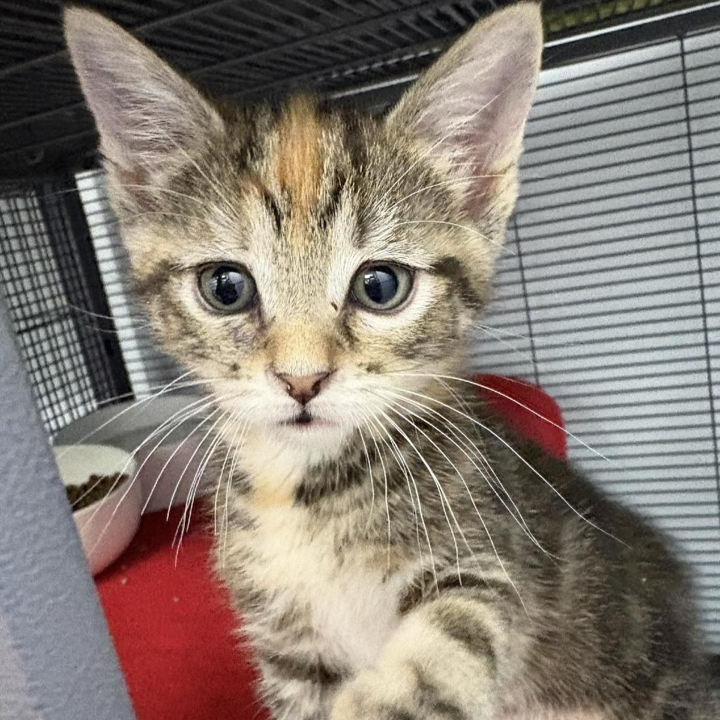 Pansy (26-5140), Adoptable, Kitten Female Domestic Short Hair.