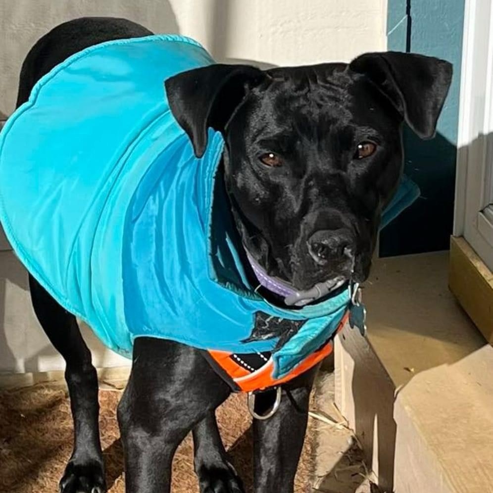 Skye, Adopted, Young Female Thai Ridgeback & American Staffordshire Terrier.