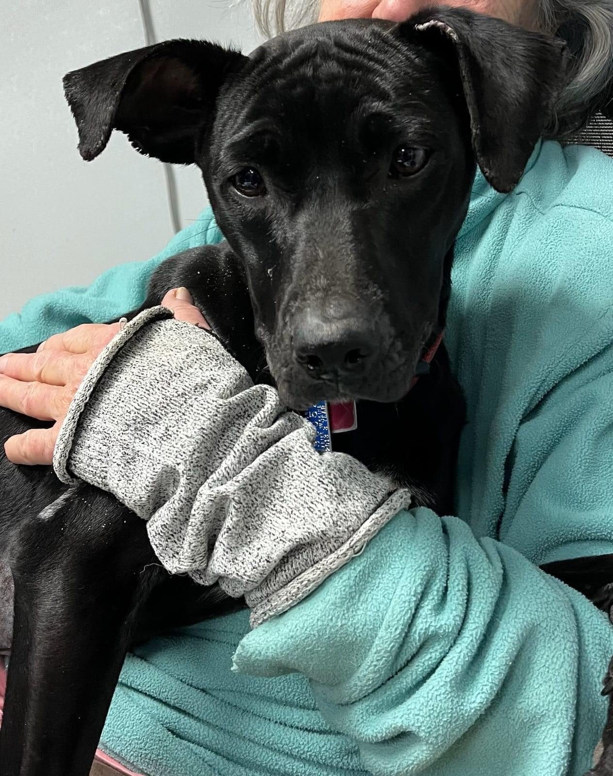 Enlarge Skye, a Adopted mixed breed in Morganton, NC image 2/2