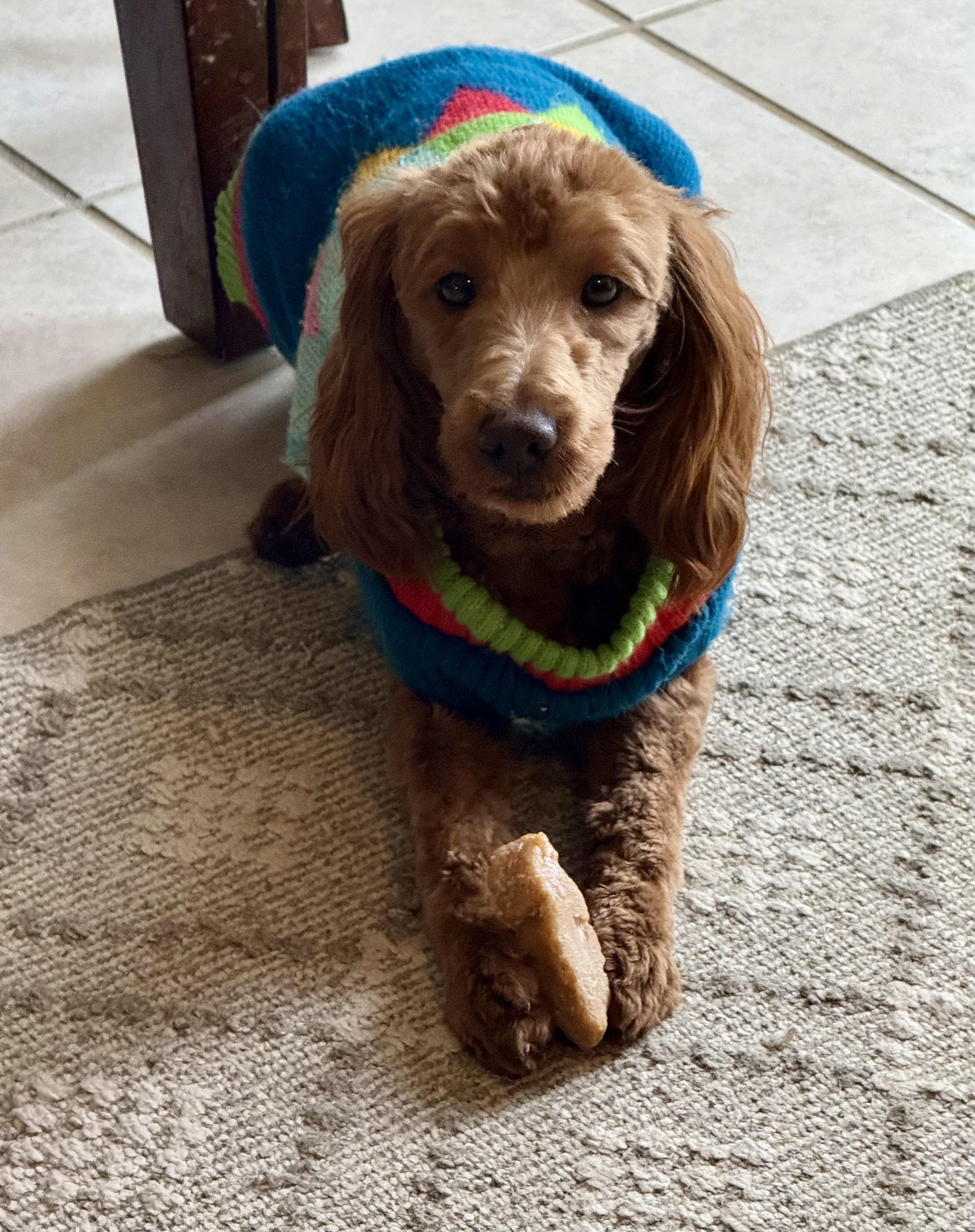 Simon , an adopted Goldendoodle in Orland Park, IL image 3/4