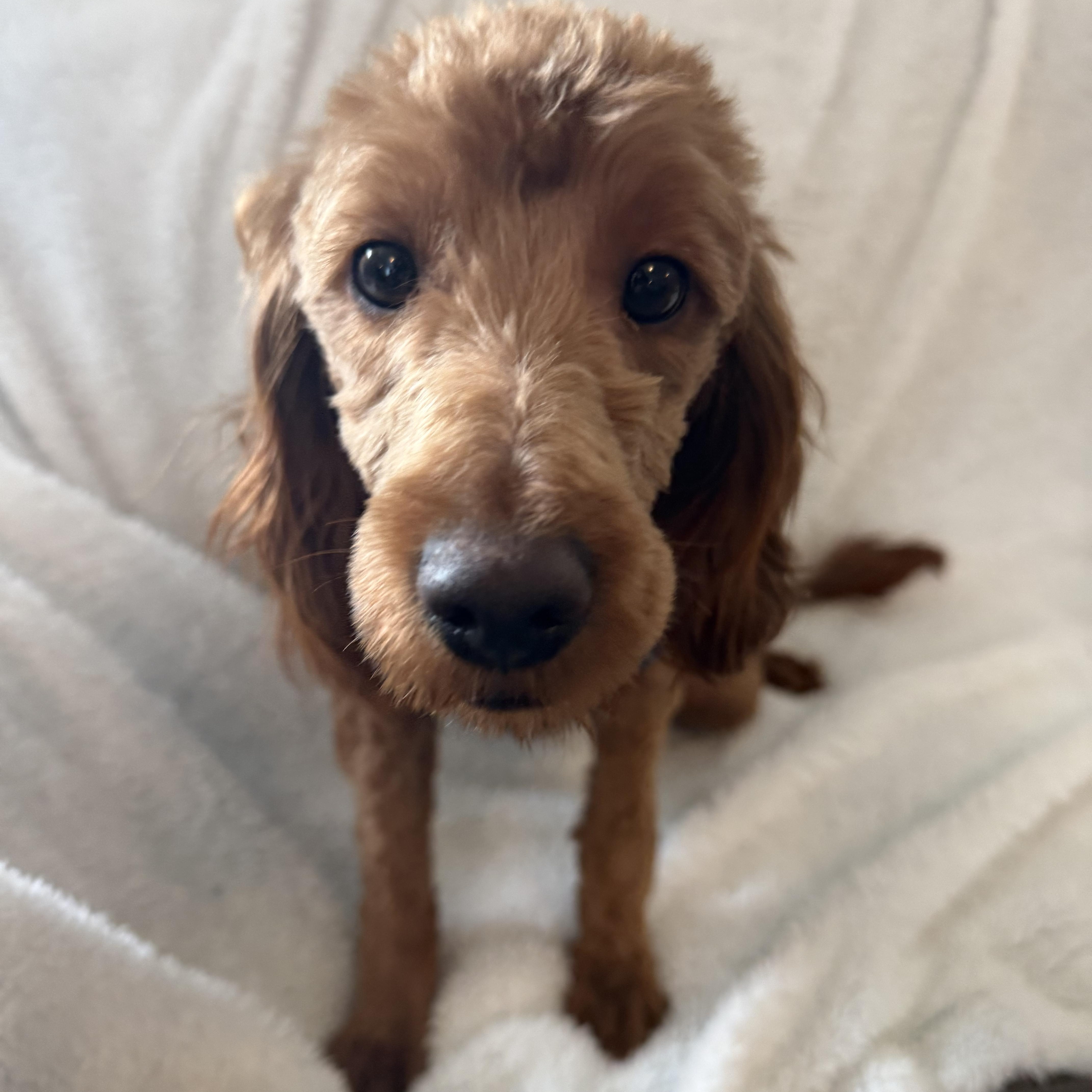Simon , an adopted Goldendoodle in Orland Park, IL image 2/4