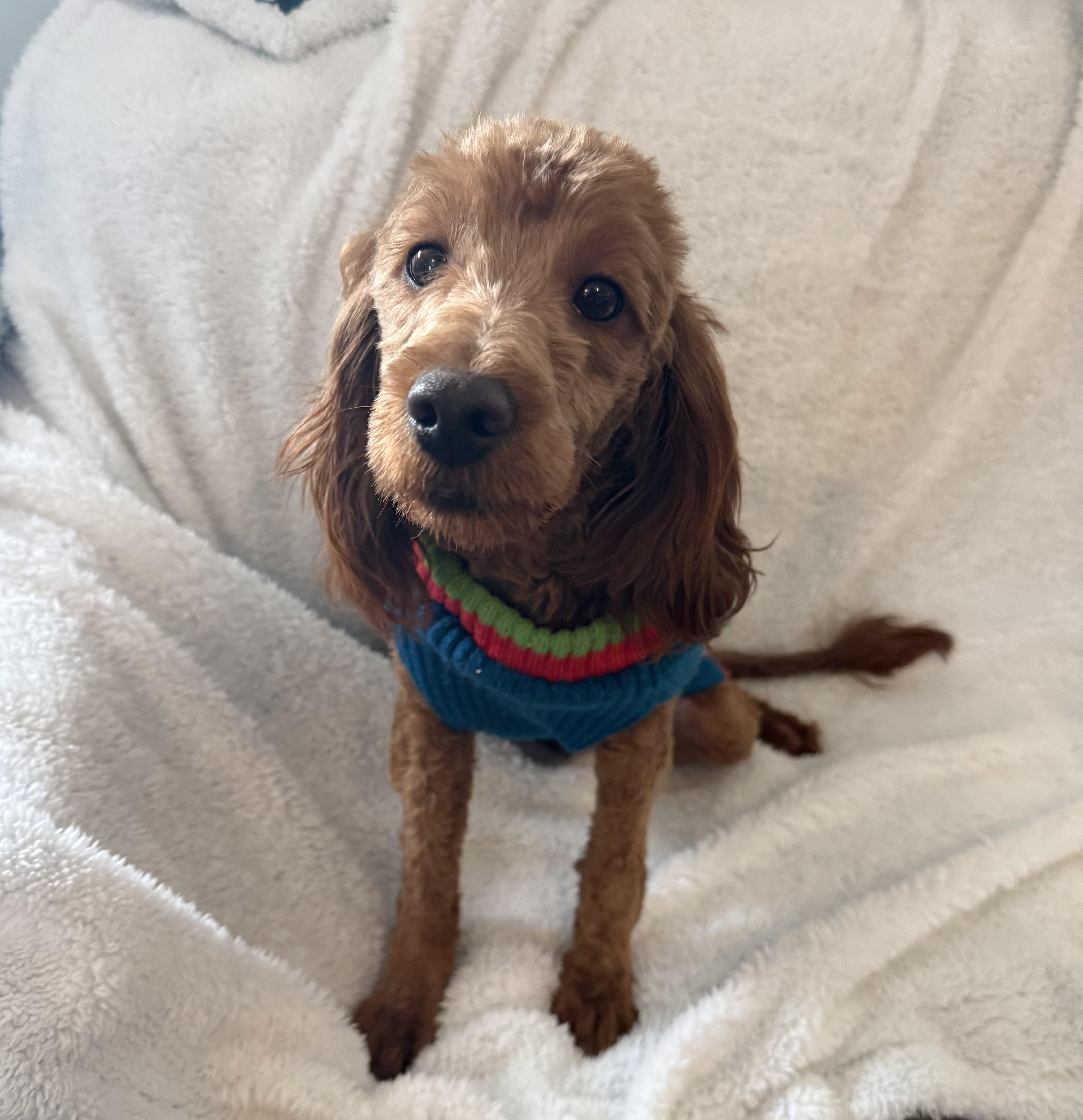 Simon , an adopted Goldendoodle in Orland Park, IL image 4/4