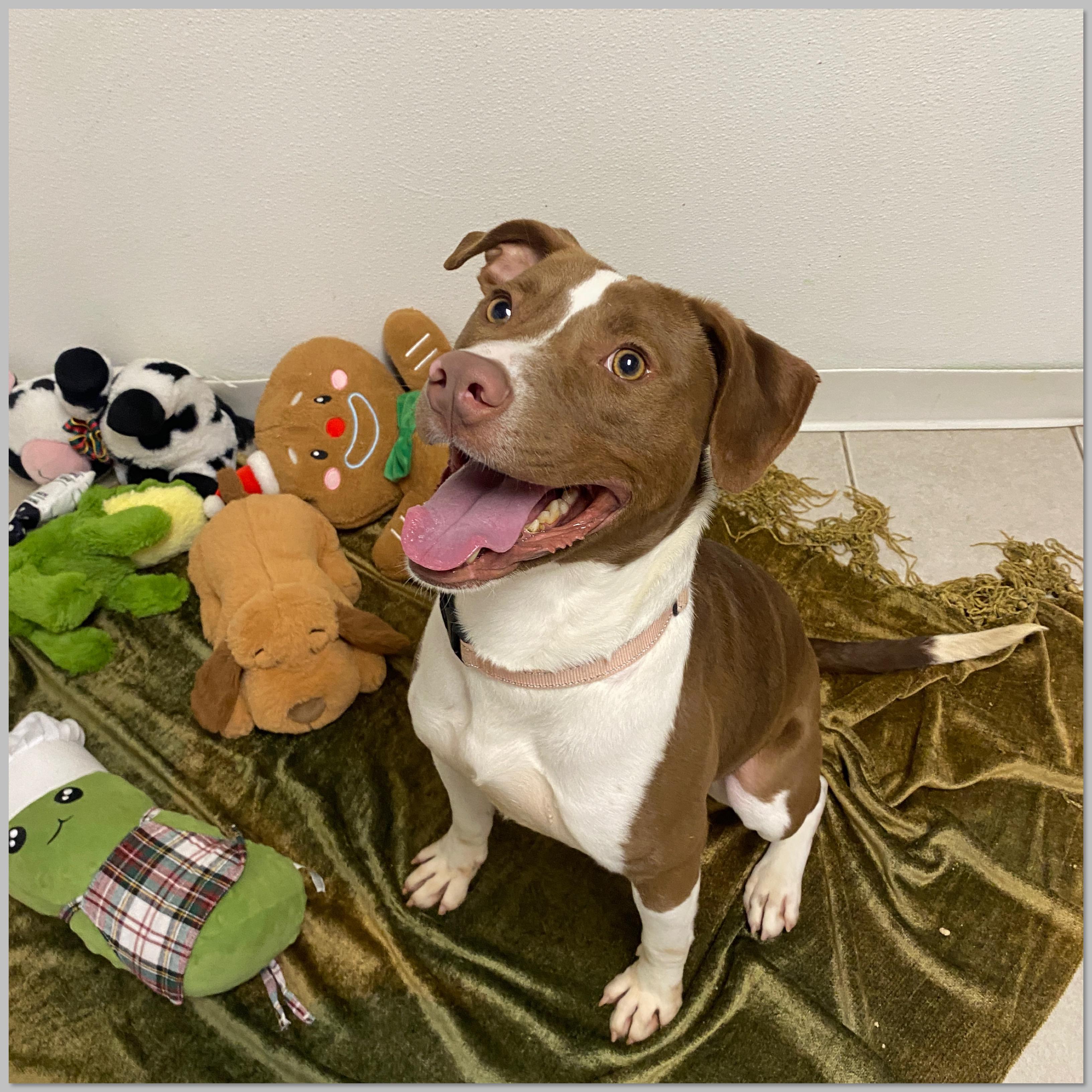 Enlarge Happy , a Adoptable Mixed Breed in Elyria, OH image 6/6