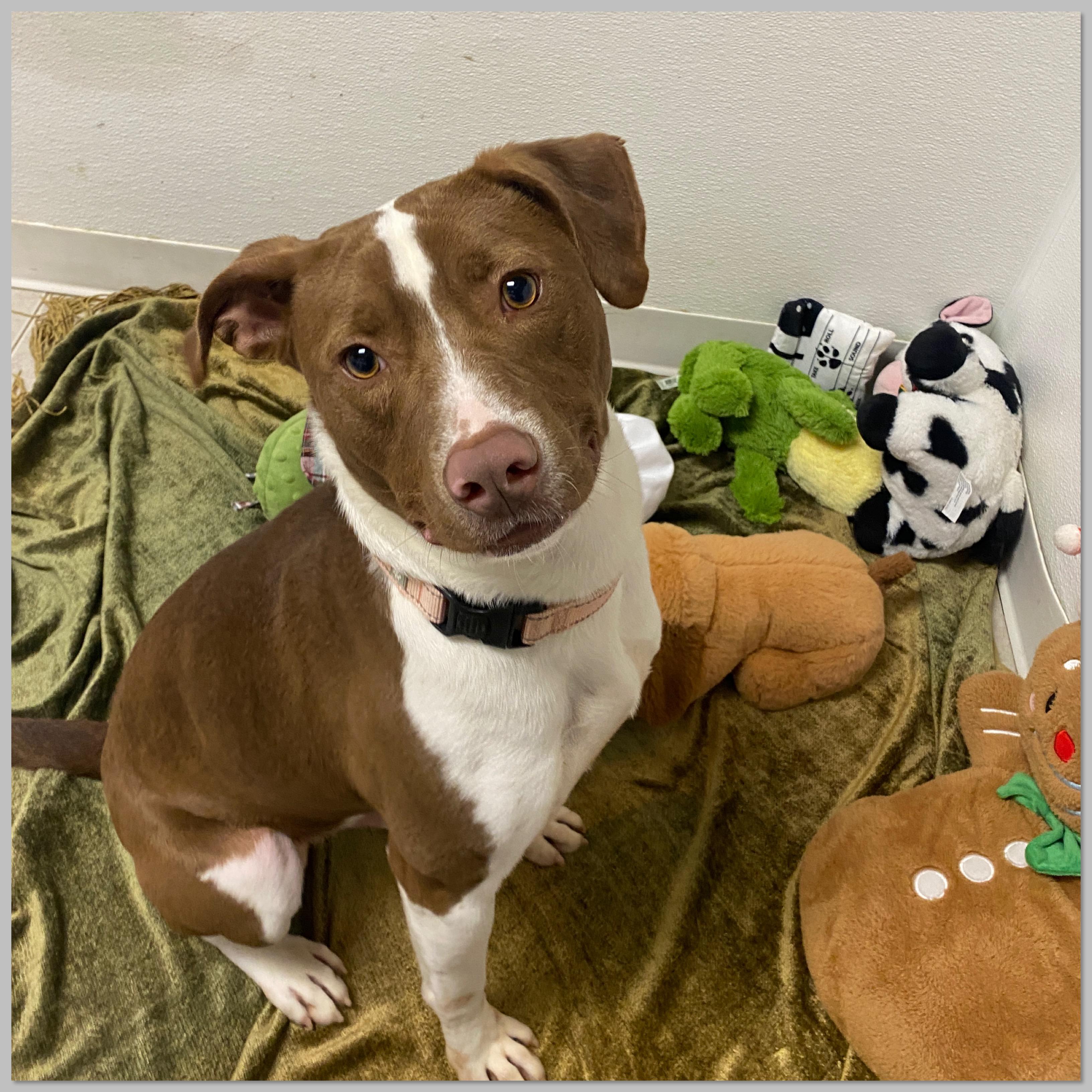 Happy Ask to Meet! In Foster!!, Adoptable, Young Male Mixed Breed.