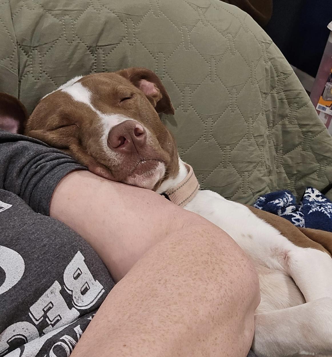 Happy Ask to Meet! In Foster!!, Adoptable, Young Male Mixed Breed.