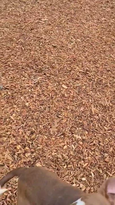 Enlarge Happy , a Adoptable Mixed Breed in Elyria, OH video 4/6