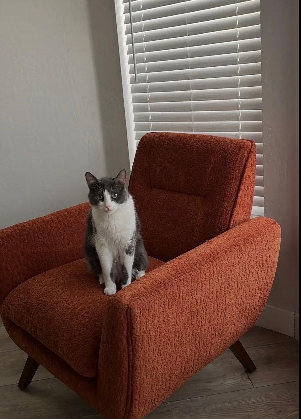 Finn, Adoptable, Adult Male Domestic Short Hair.