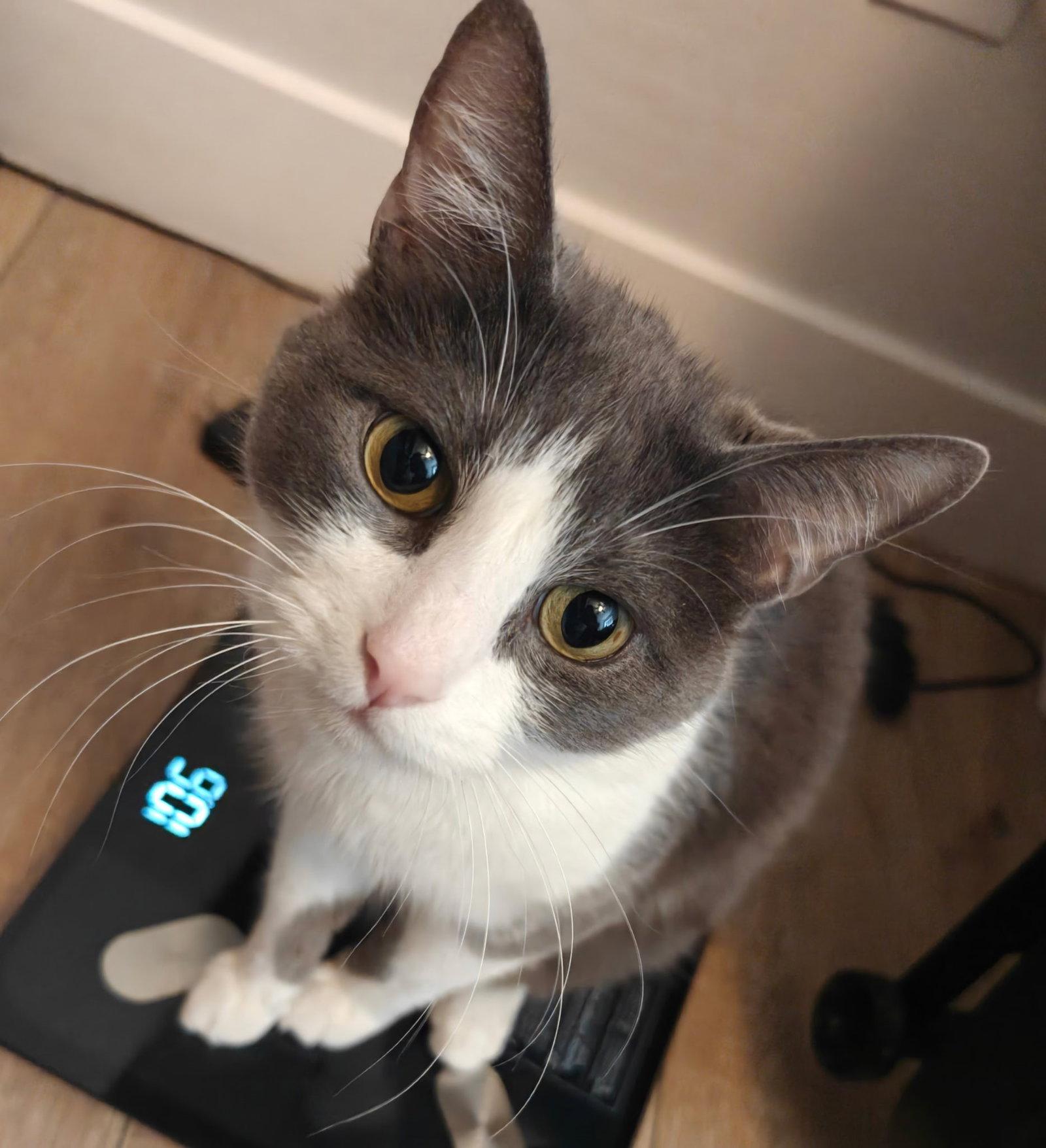 Enlarge Finn, a Adoptable Domestic Short Hair in Phoenix, AZ image 2/3