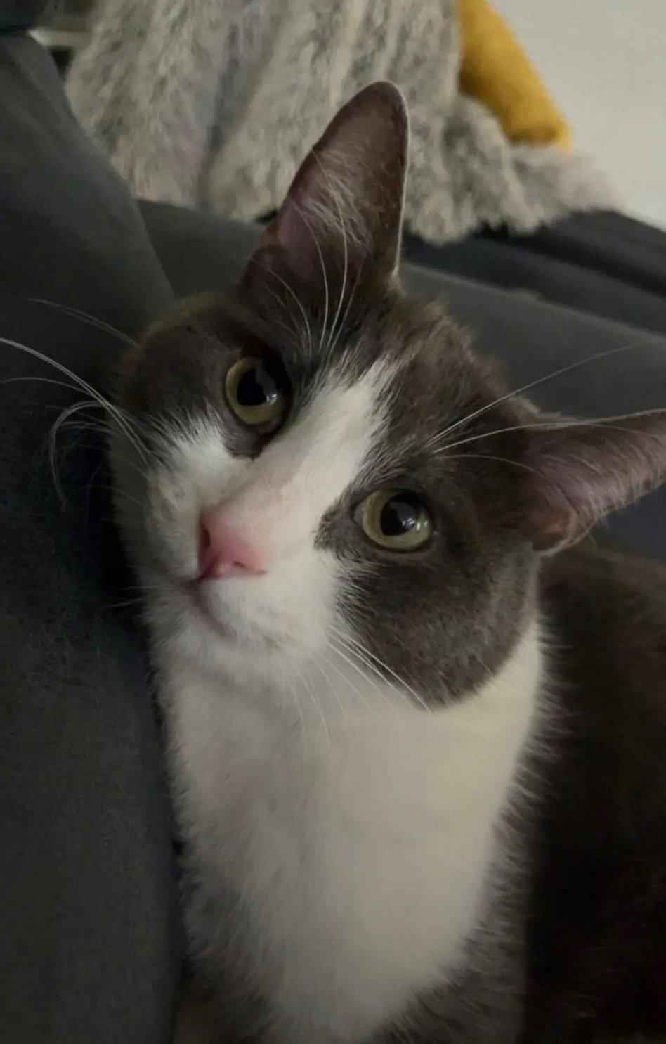 Enlarge Finn, a Adoptable Domestic Short Hair in Phoenix, AZ image 3/3