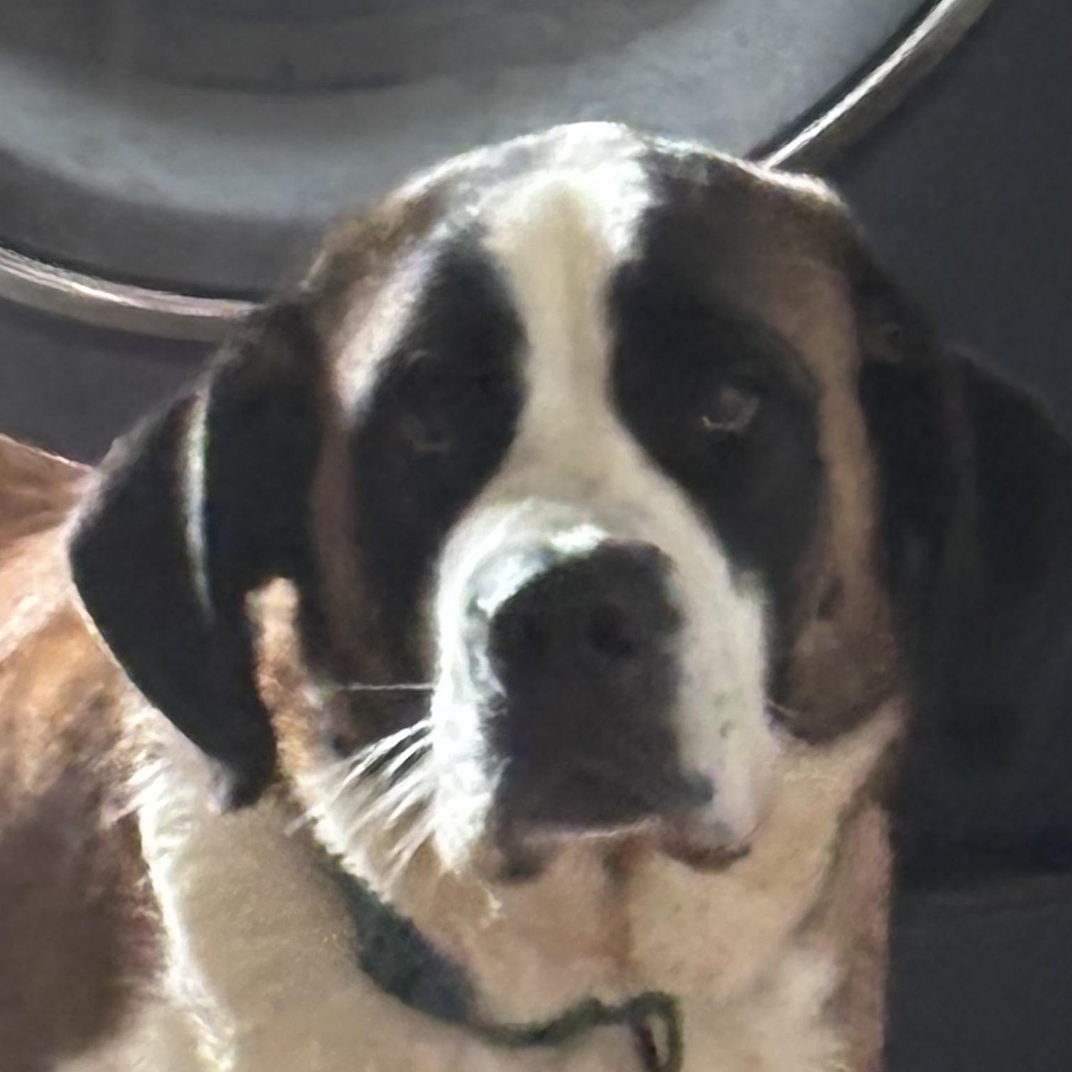 Ana, an adopted Saint Bernard in Magnolia, TX image 1/2