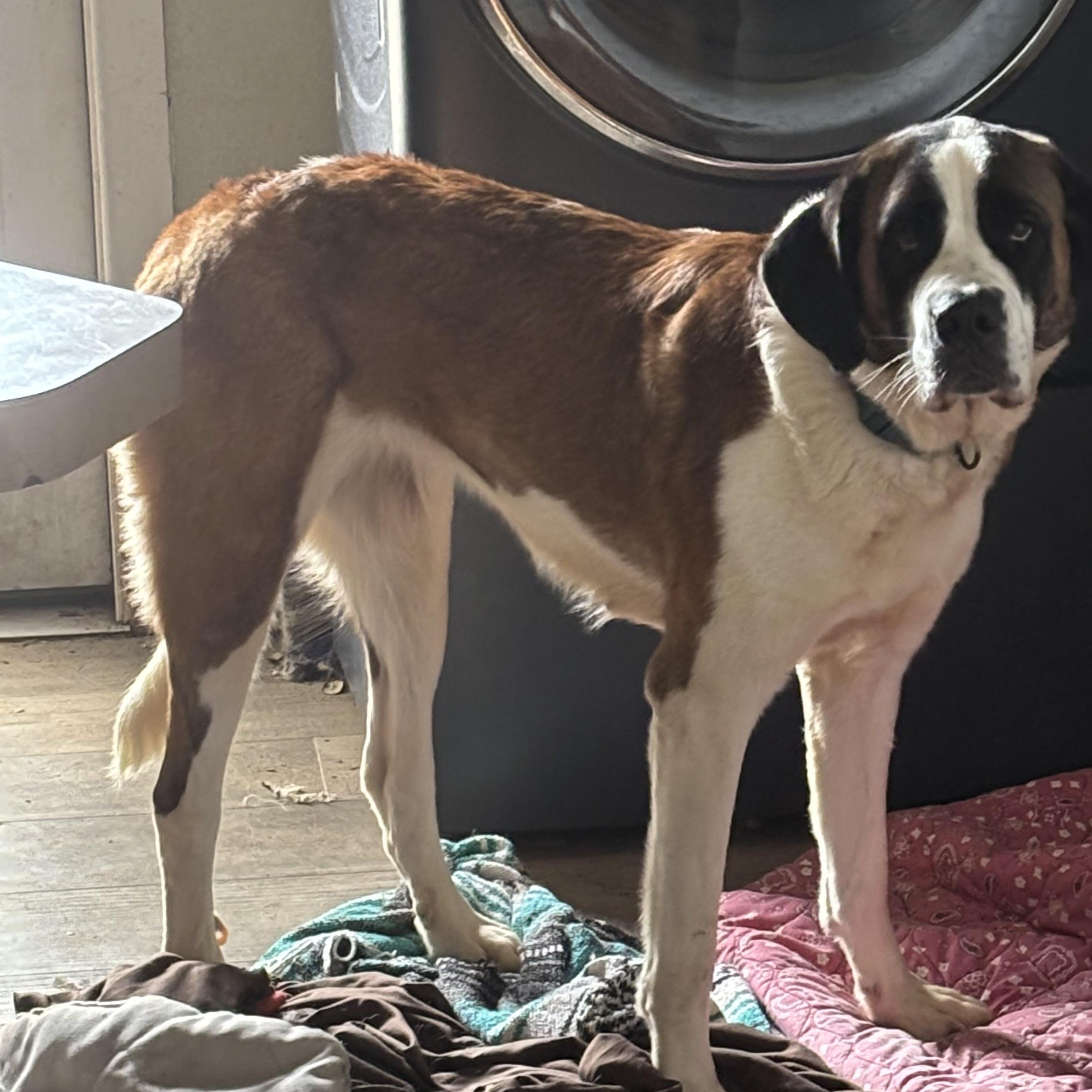 Ana, an adopted Saint Bernard in Magnolia, TX image 2/2