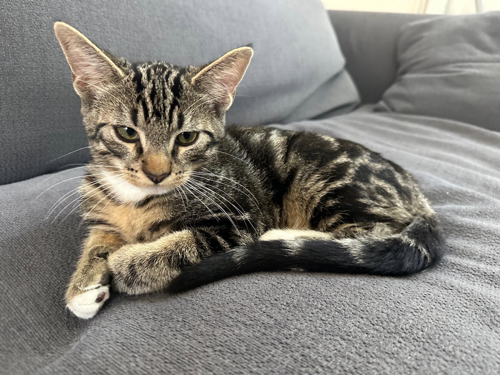 Avner, Adopted, Kitten Male Domestic Short Hair.