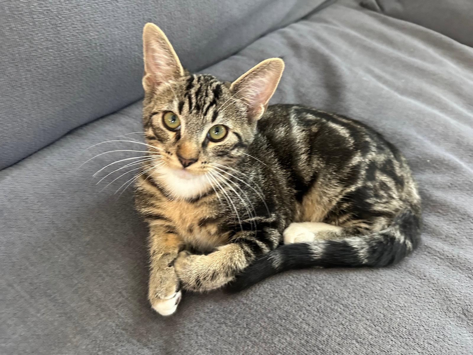 Avner, a Adopted Domestic Short Hair in Mission Viejo, CA image 3/3