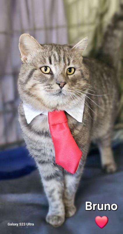 Bruno (Napa), Adoptable, Adult Male Tabby.