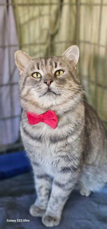 Enlarge Bruno (Napa), a Adoptable Tabby in Vacaville, CA image 3/3