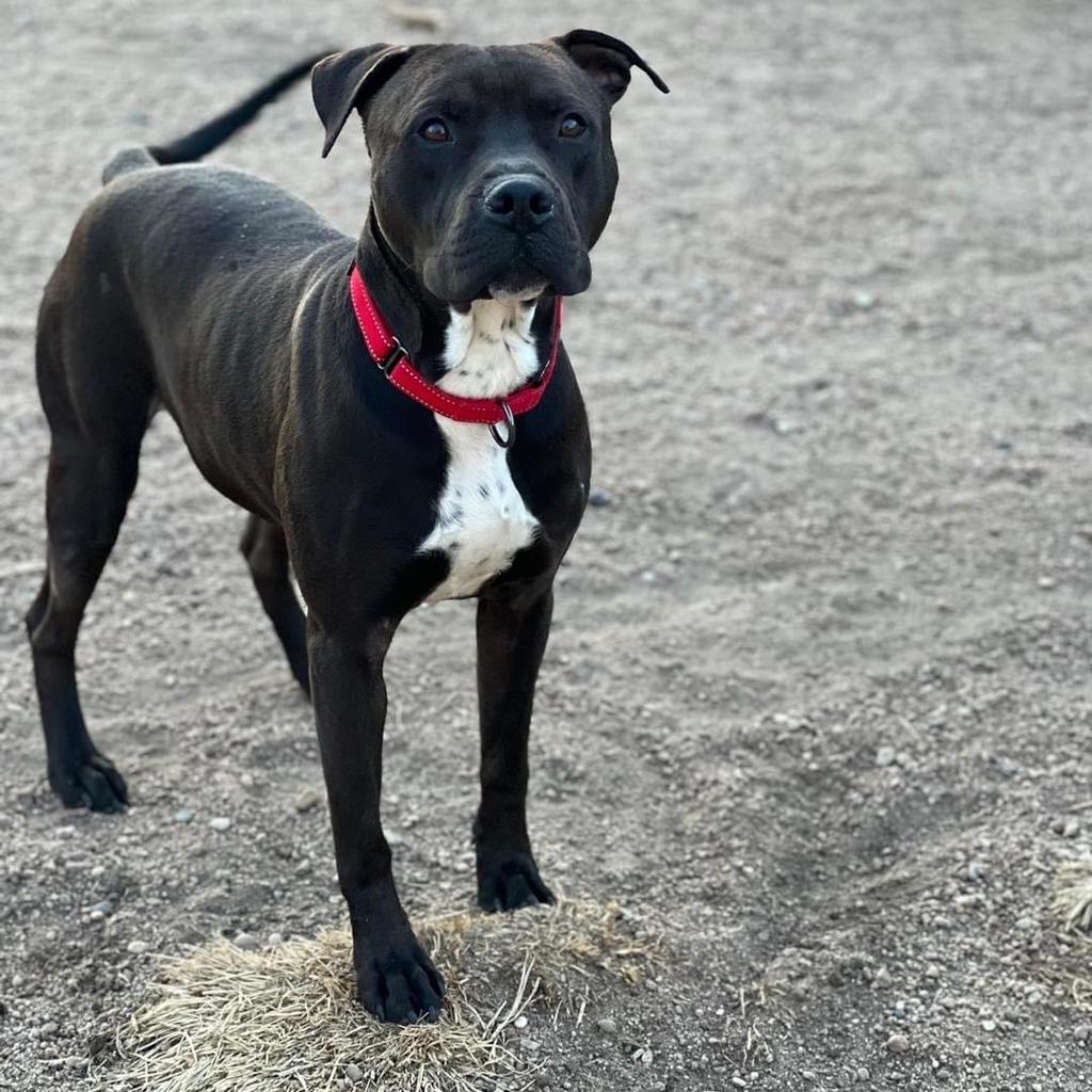 Toby, Adoptable, Senior Male Pit Bull Terrier.