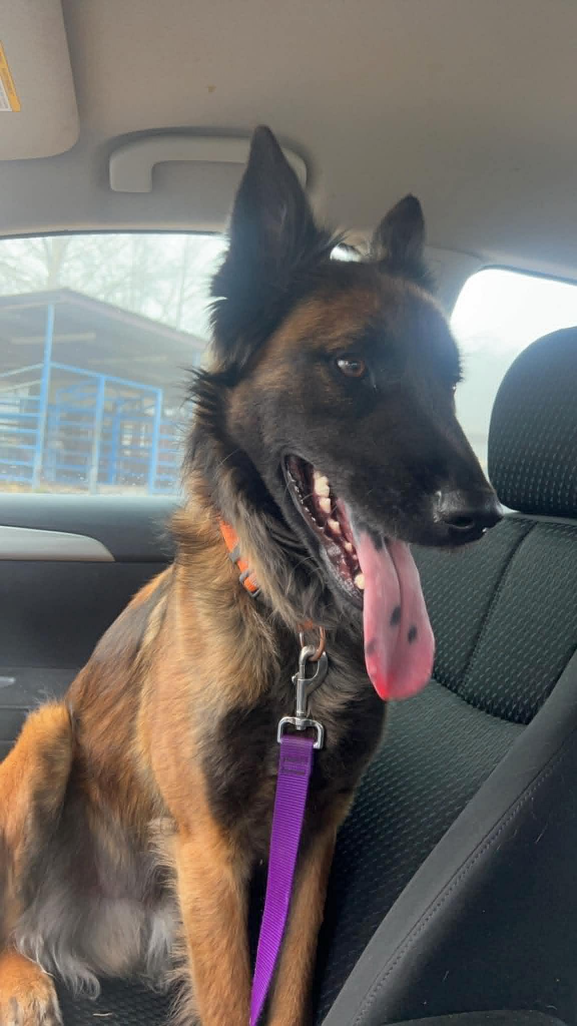 Diesel, Adoptable, Adult Male Belgian Shepherd / Malinois & German Shepherd Dog.