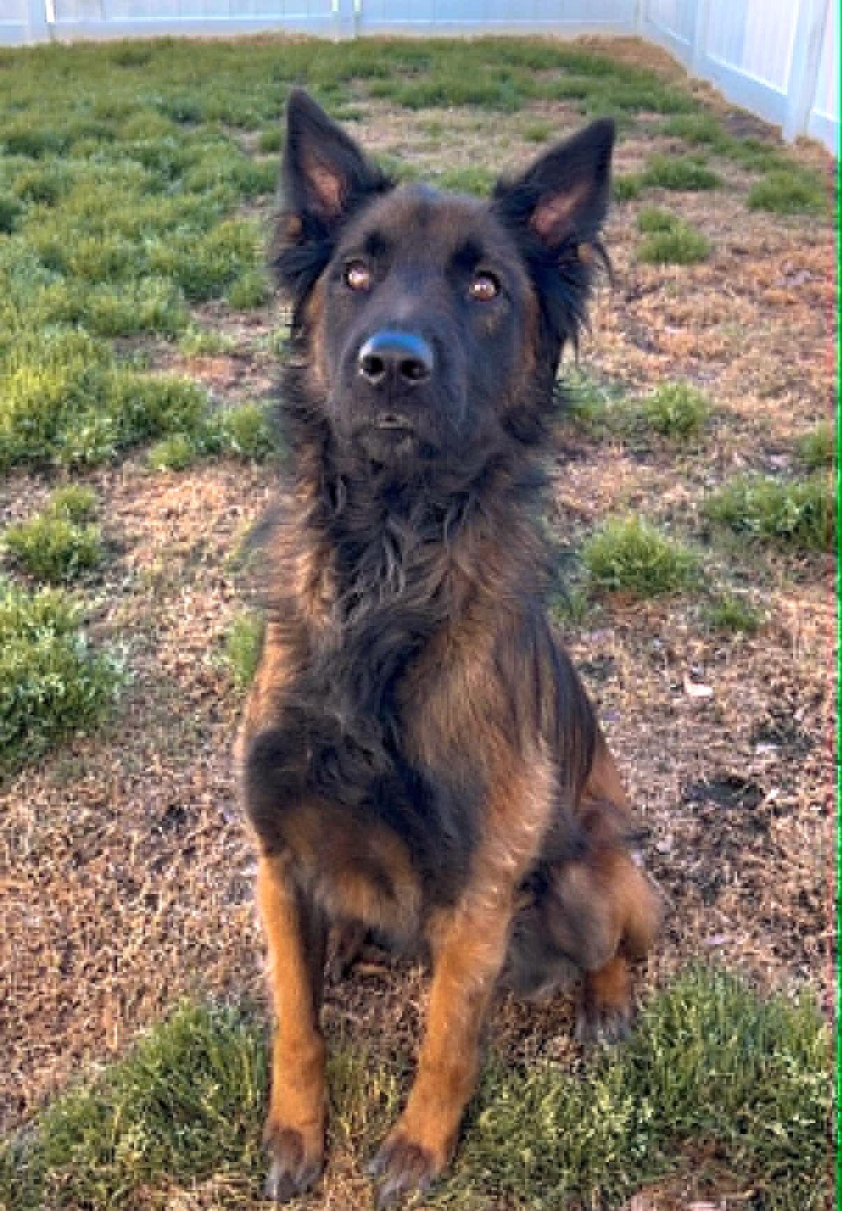 Enlarge Diesel, a Adoptable mixed breed in Monticello, MS image 2/3
