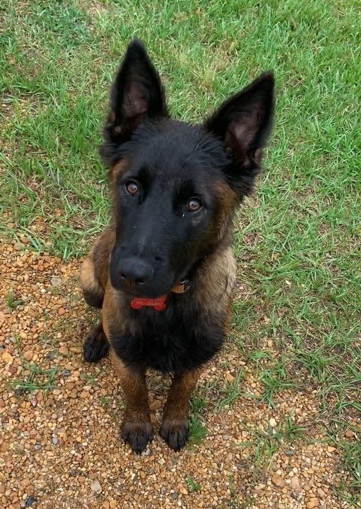 Enlarge Diesel, a Adoptable mixed breed in Monticello, MS image 3/3