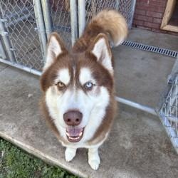 Dexter, ADOPTABLE, Adult Male Siberian Husky.