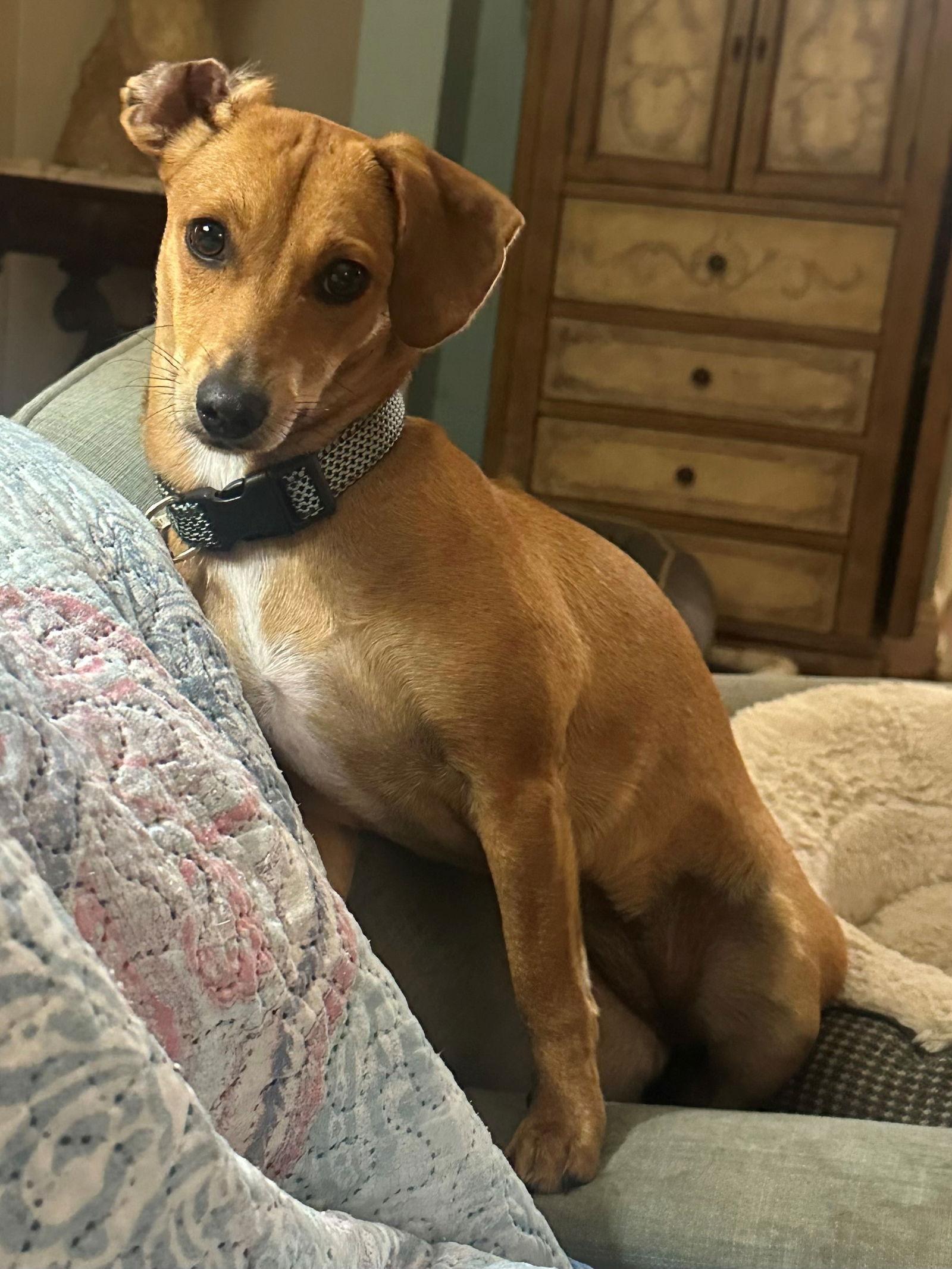 Mariah, Adoptable, Young Female Dachshund & Miniature Pinscher.