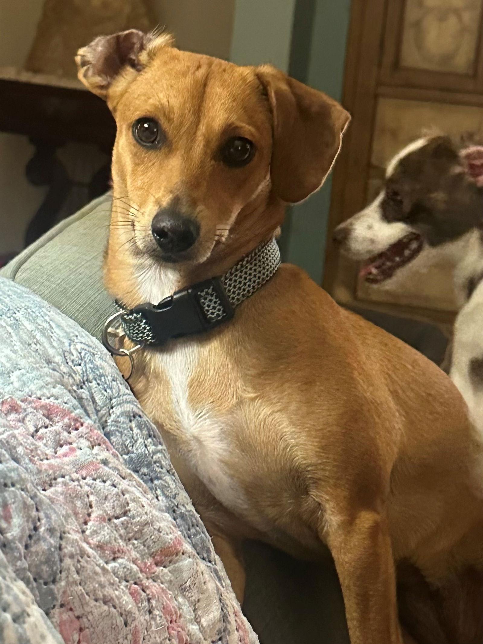 Mariah, Adoptable, Young Female Dachshund & Miniature Pinscher.