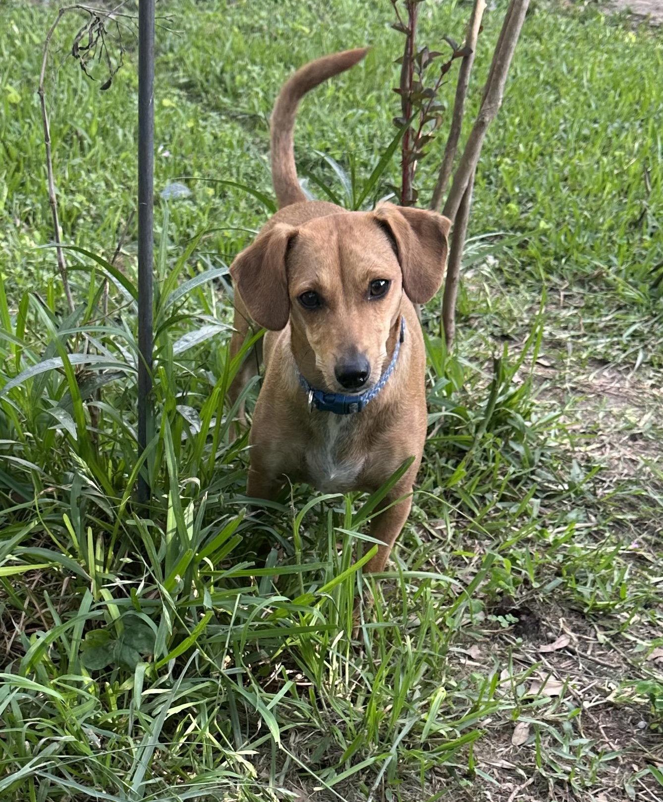 Enlarge Mariah, a Adoptable mixed breed in Pearland, TX image 2/3