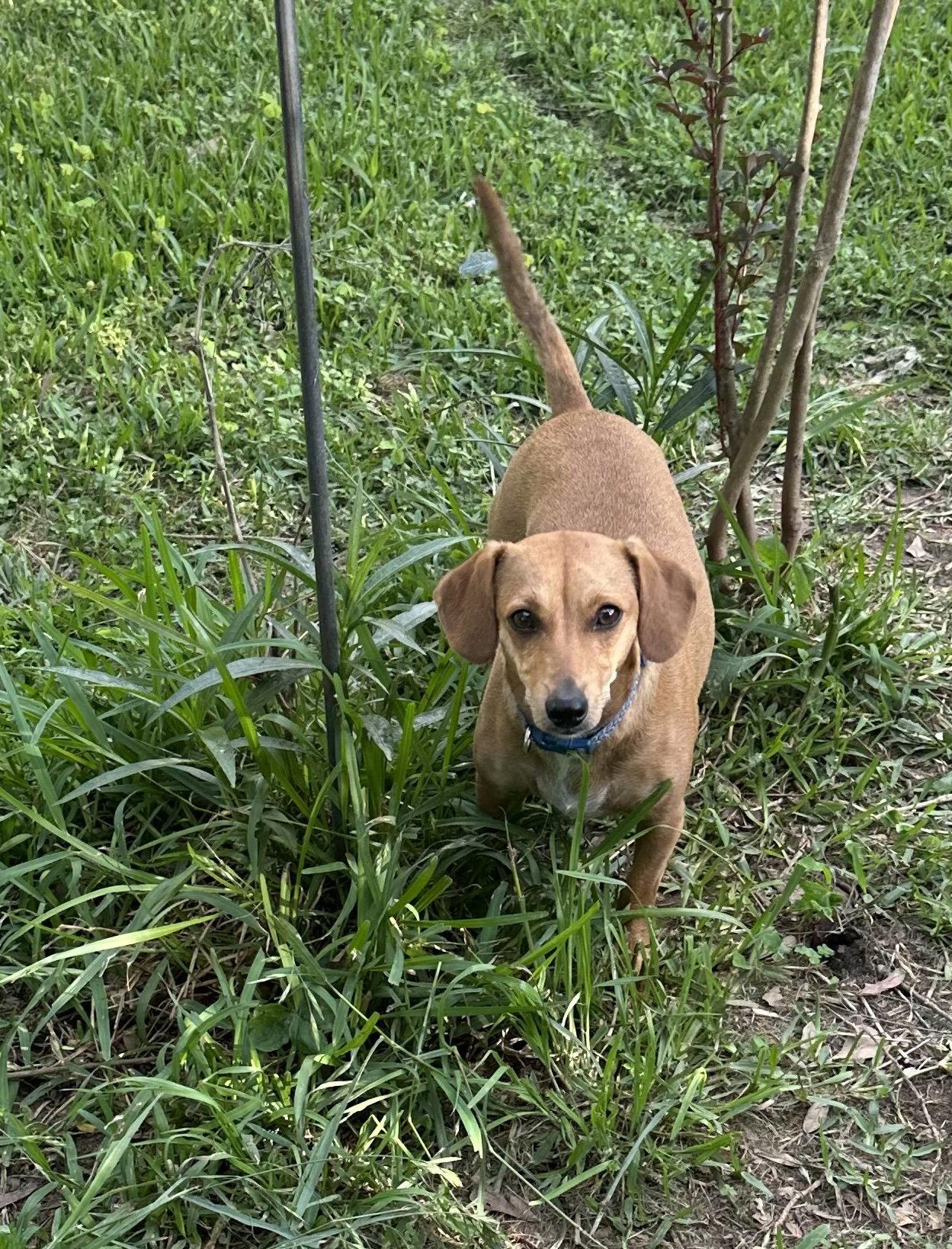 Enlarge Mariah, a Adoptable mixed breed in Pearland, TX image 3/3