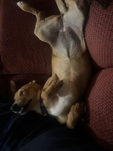 Enlarge Mariah, a Adoptable mixed breed in Pearland, TX image 3/3