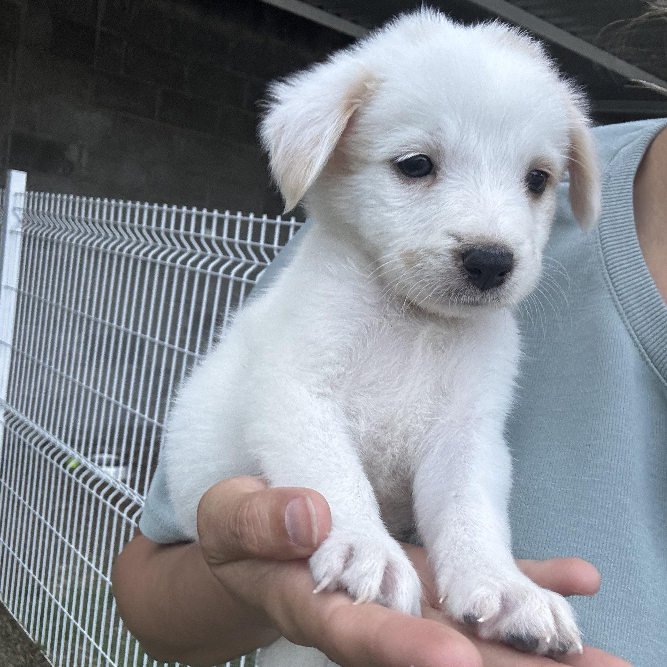 BonBon, an adopted mixed breed in Manvel, TX image 5/6