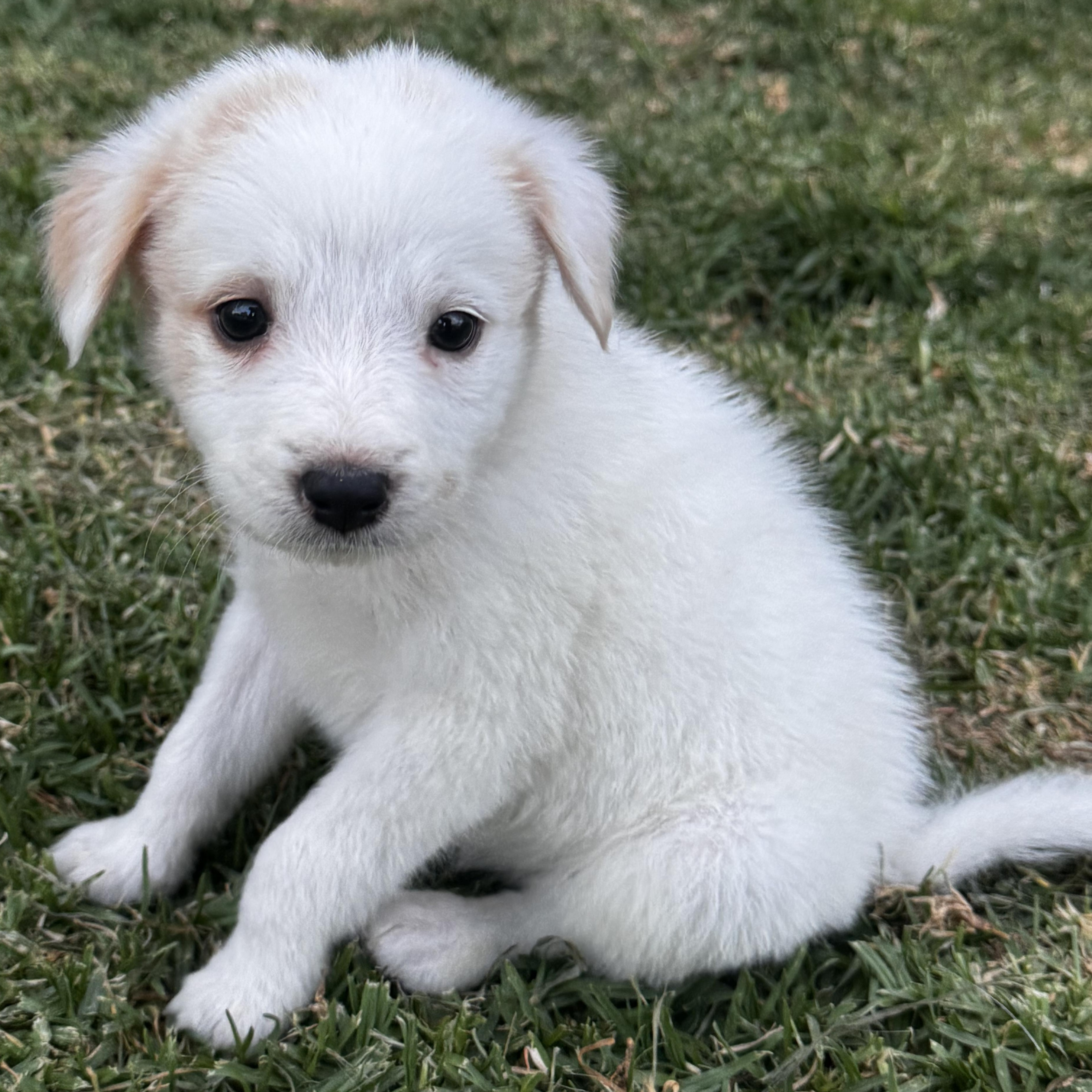 BonBon, adopted, Puppy Female Maltipoo & Maltese.