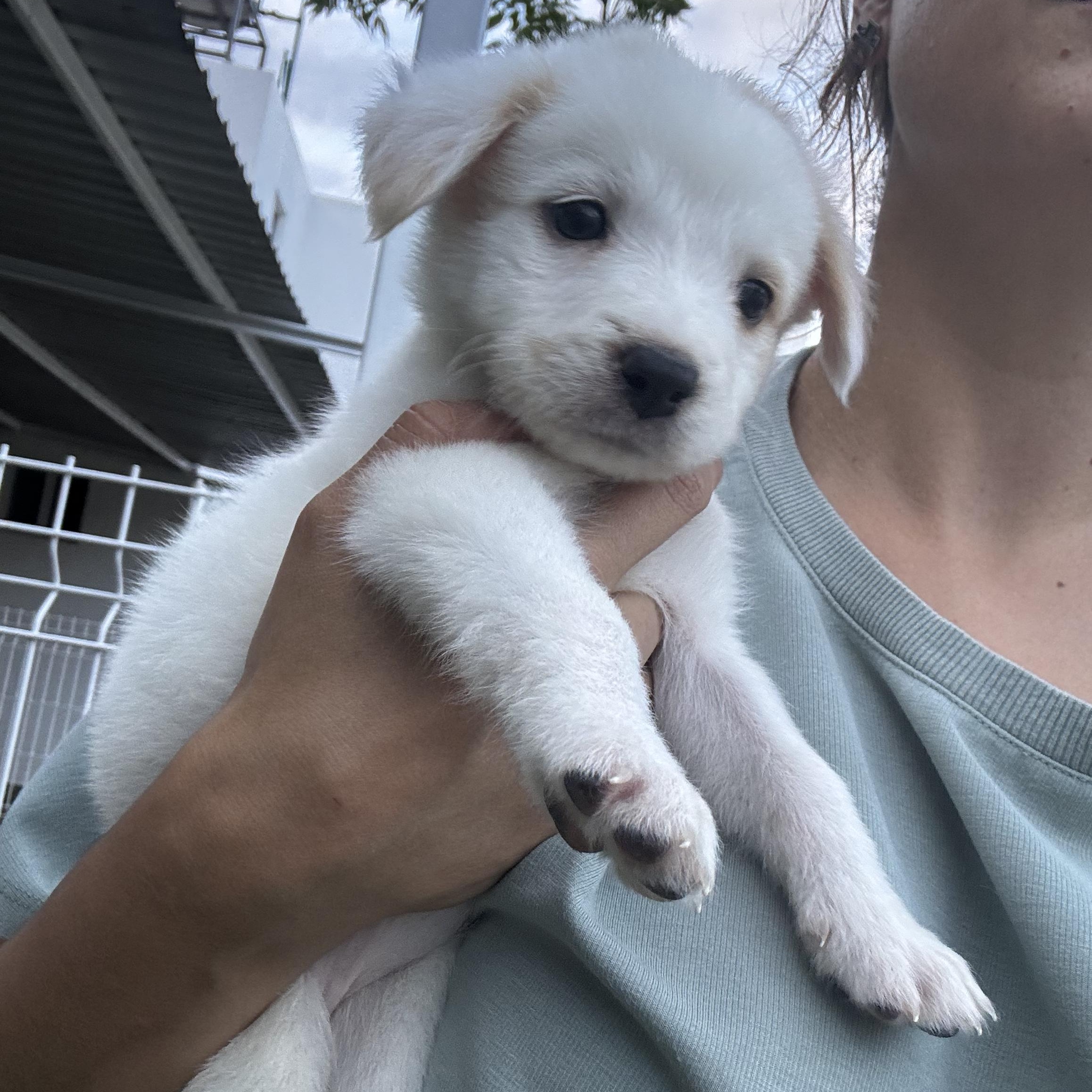 BonBon, an adopted mixed breed in Manvel, TX image 4/6