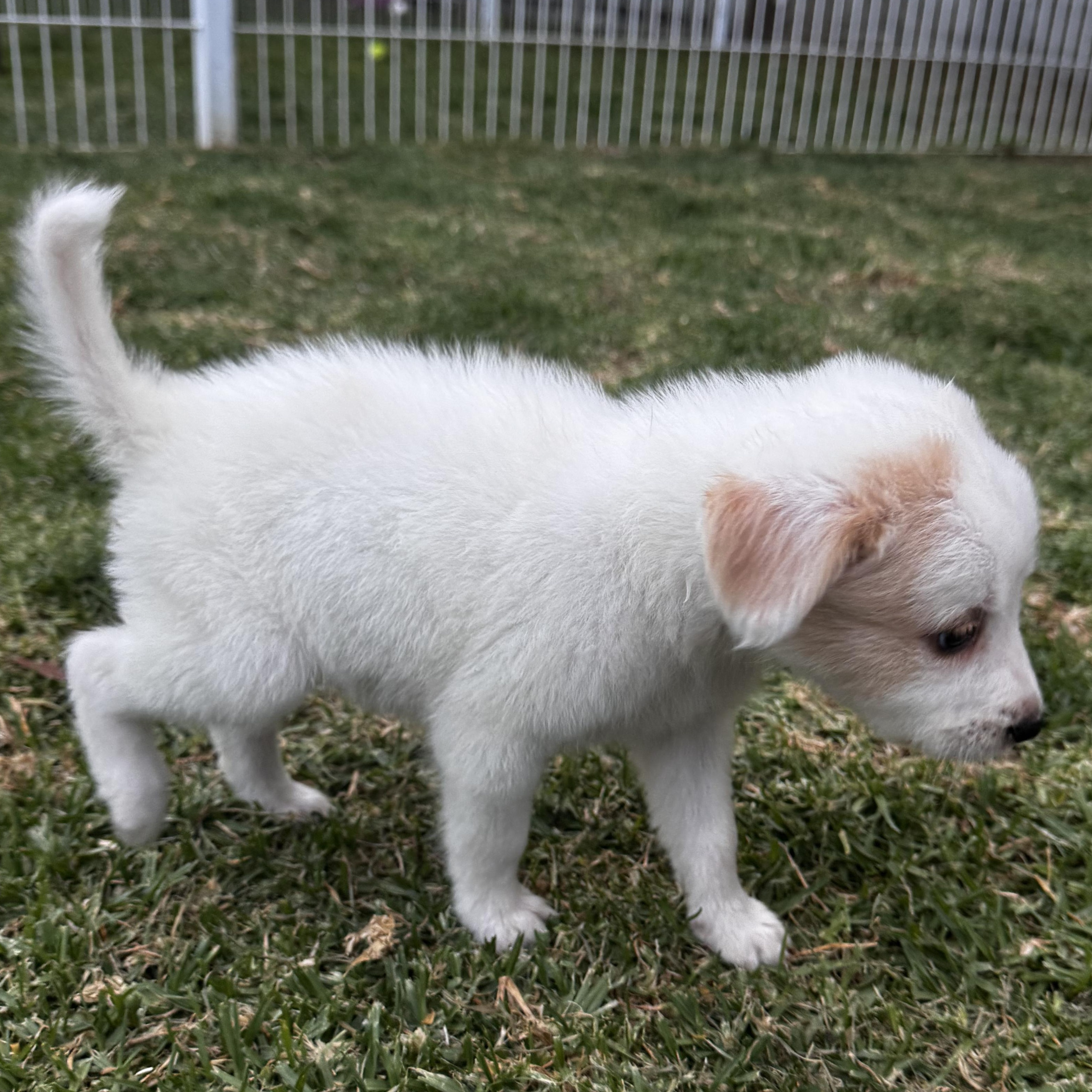 BonBon, an adopted mixed breed in Manvel, TX image 2/6