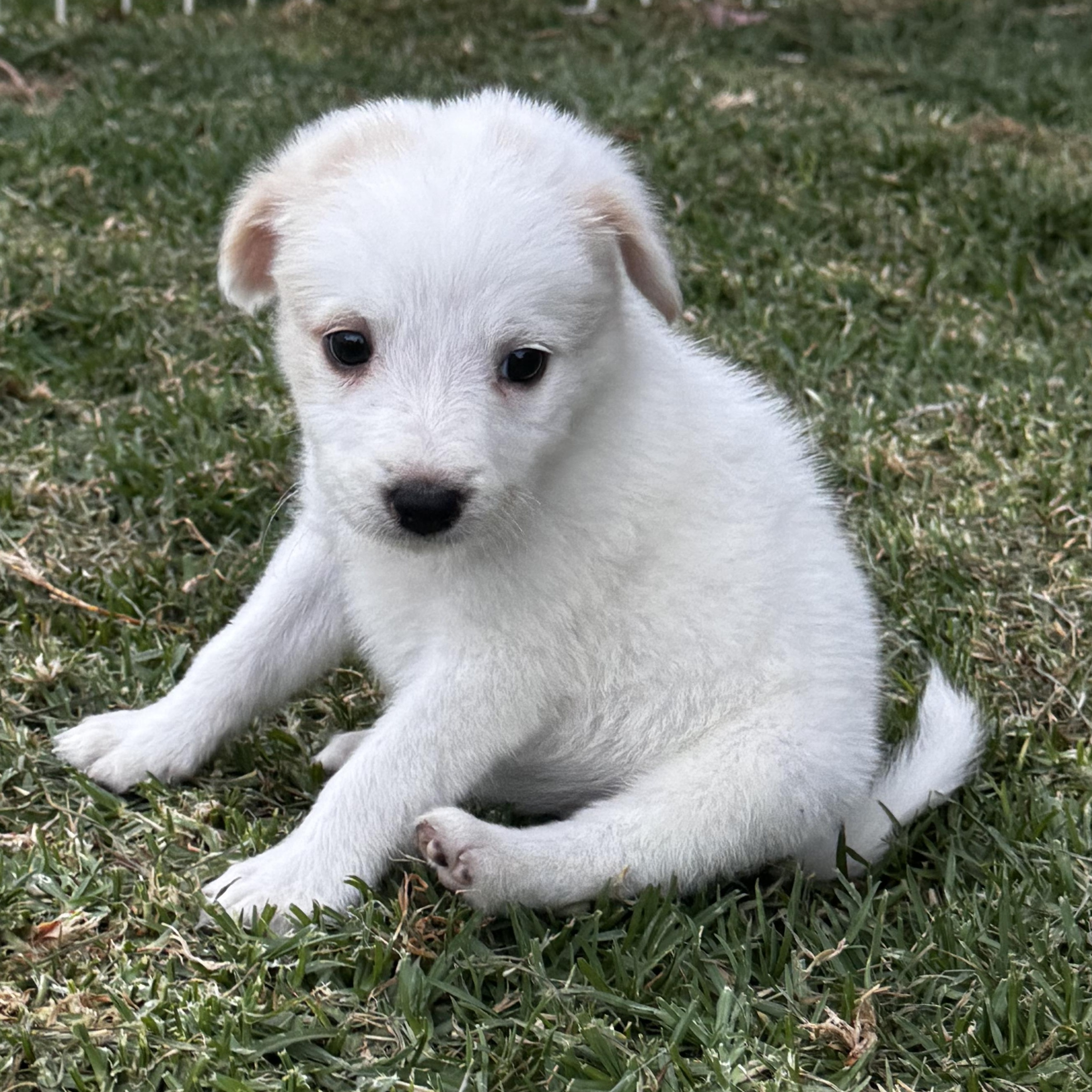 BonBon, an adopted mixed breed in Manvel, TX image 3/6