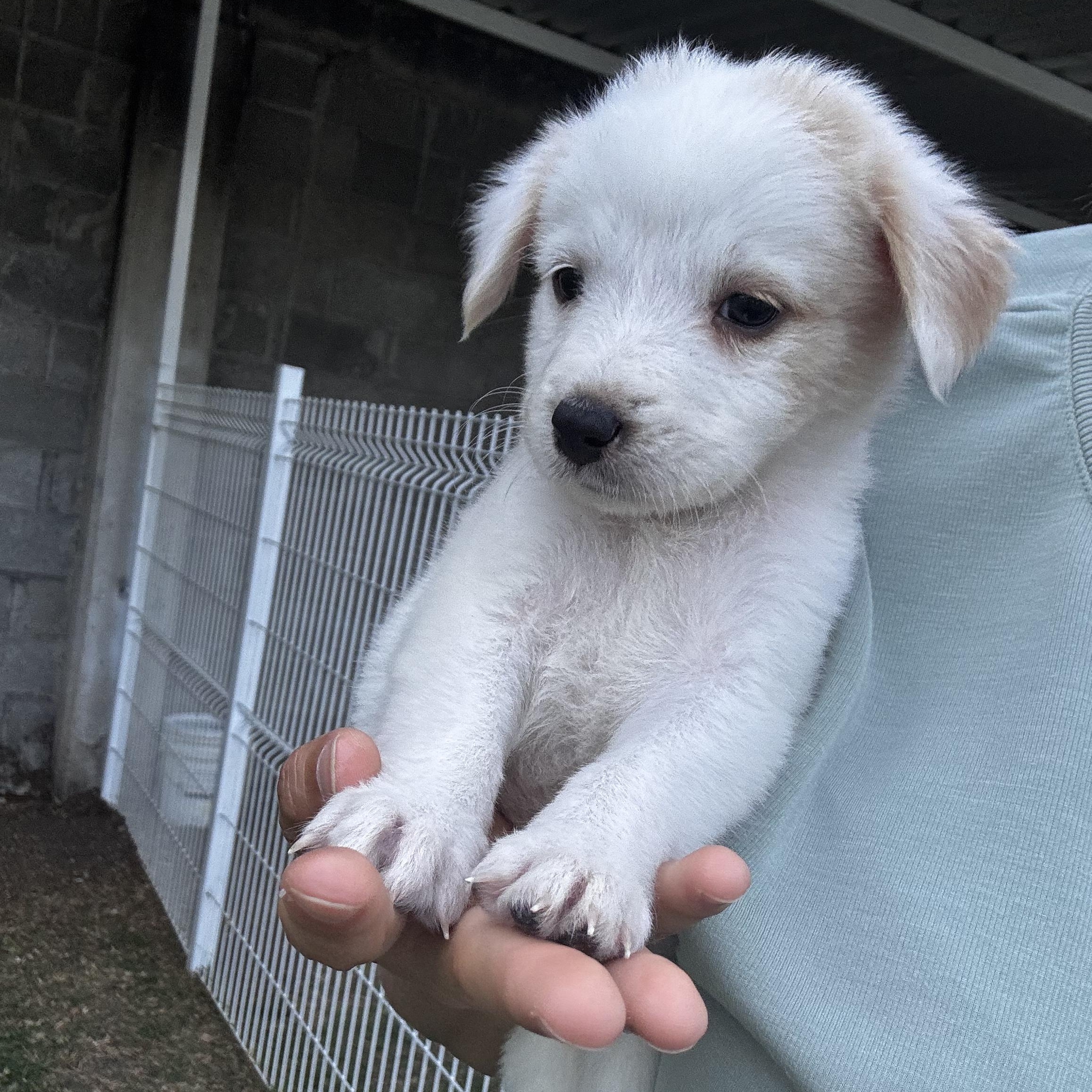 BonBon, an adopted mixed breed in Manvel, TX image 6/6