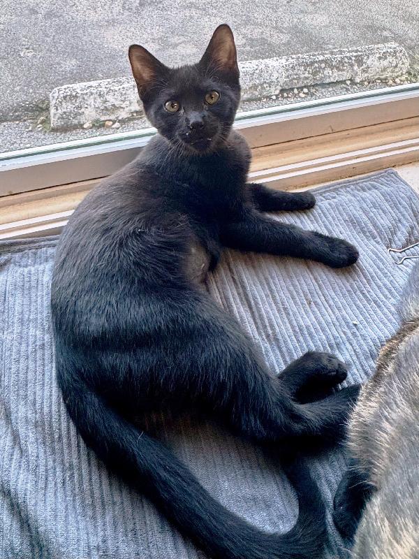 Enlarge Midnight, a Adoptable Domestic Short Hair in Scottsburg, IN image 1/1