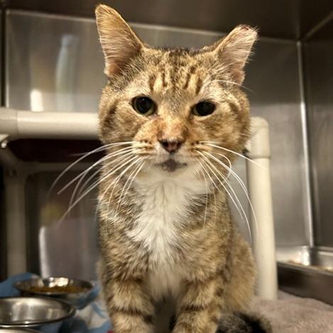 Pinto, Adoptable, Adult Male Domestic Short Hair.