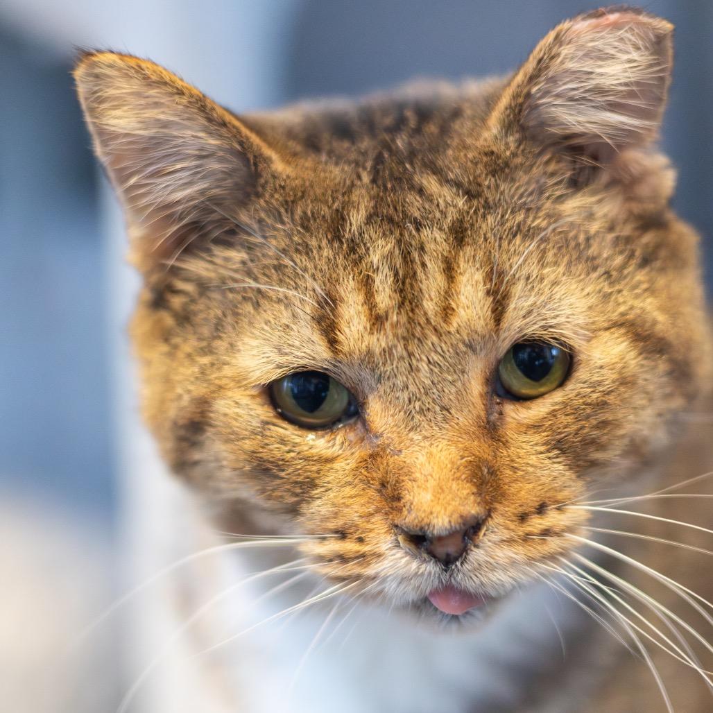 Pinto, a Adoptable Domestic Short Hair in Newark, DE image 2/4