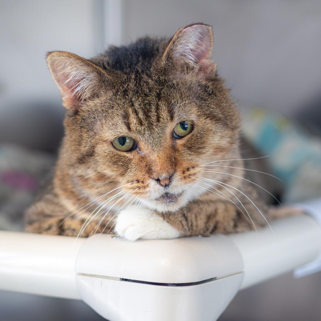 Pinto, a Adoptable Domestic Short Hair in Newark, DE image 4/4
