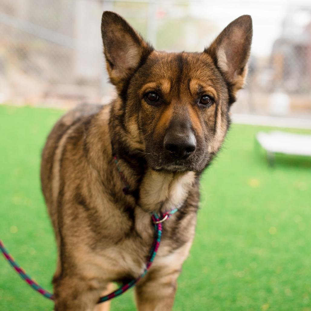 Max, Adoptable, Adult Male German Shepherd Dog.