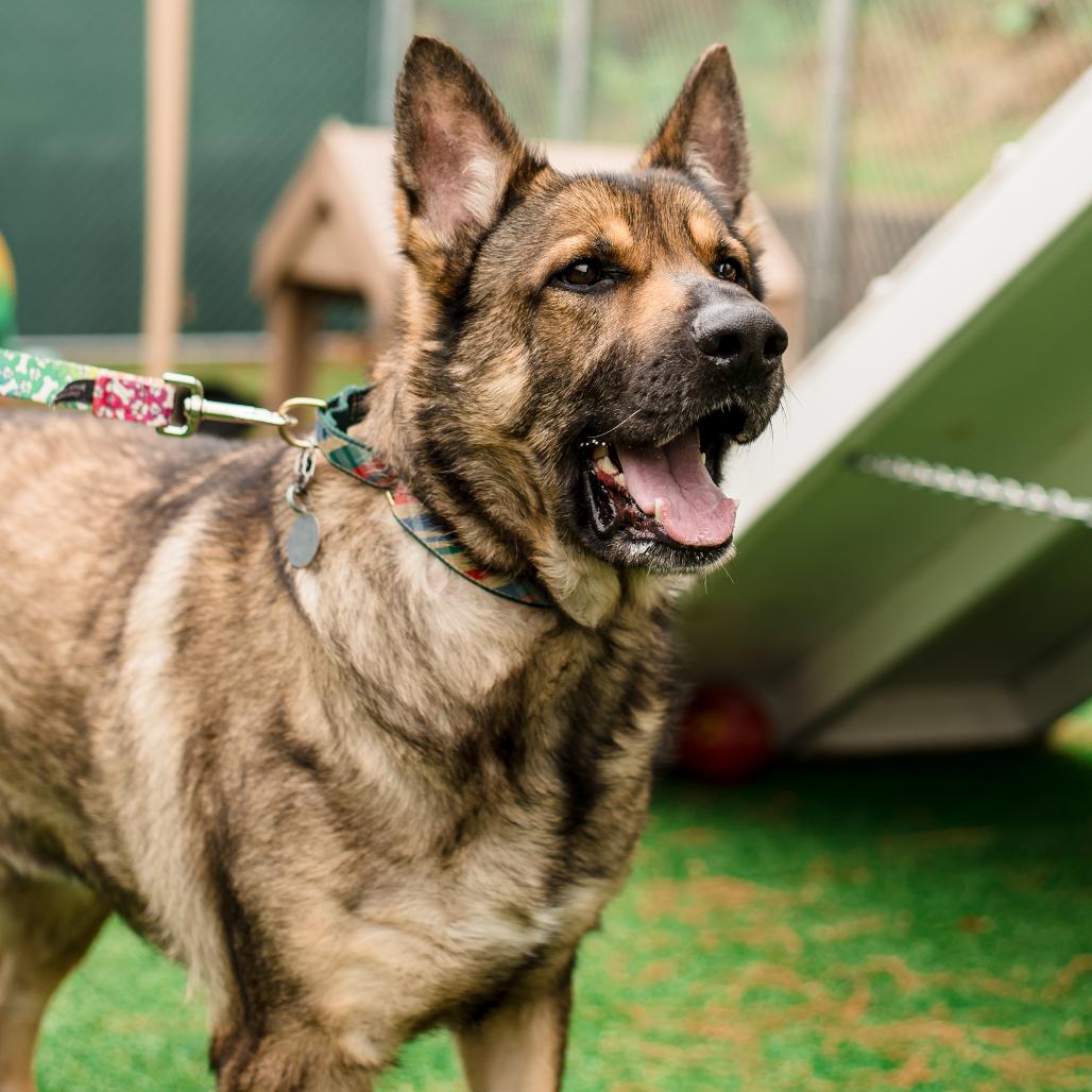 Max, a Adoptable German Shepherd Dog in Warwick, RI image 2/5