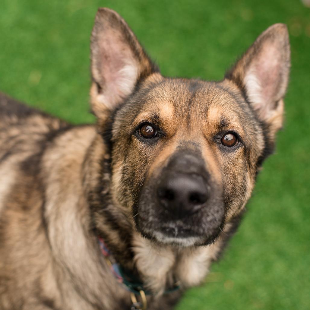 Max, a Adoptable German Shepherd Dog in Warwick, RI image 3/5