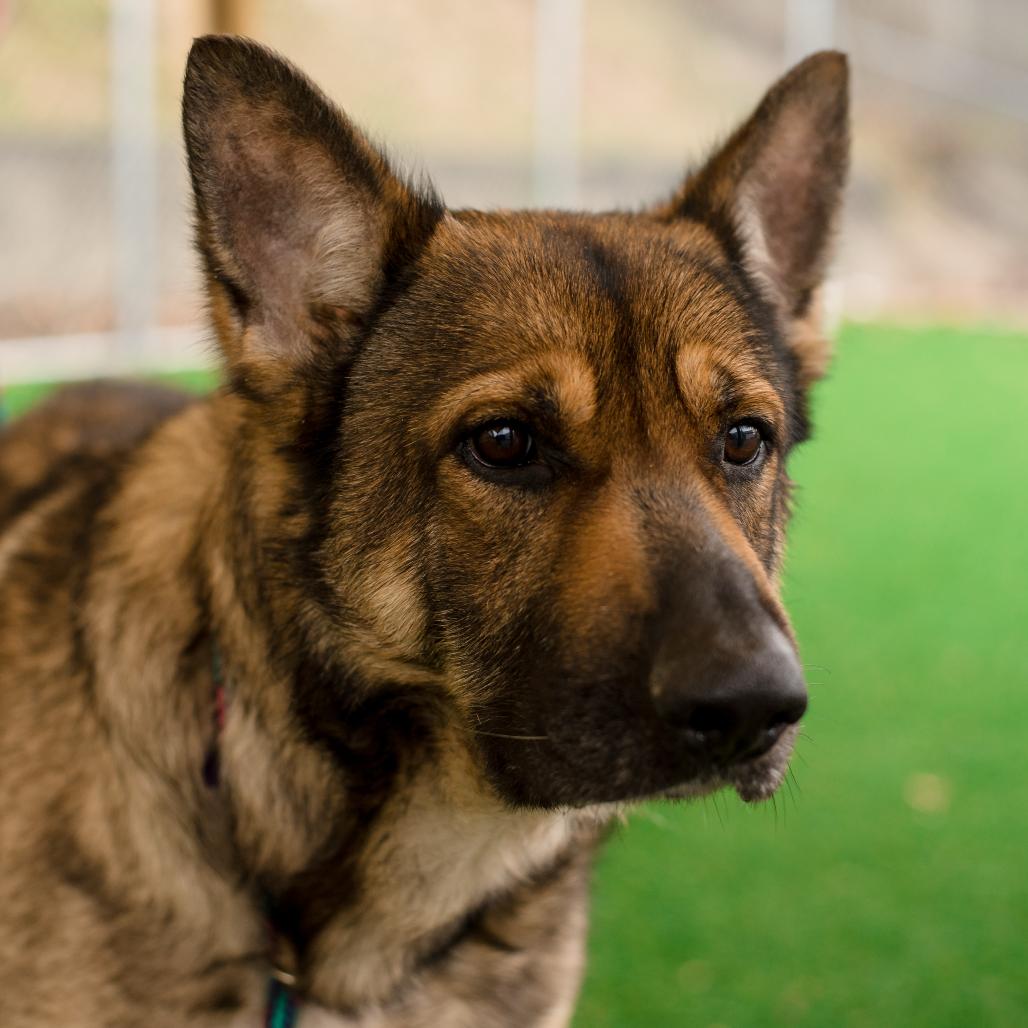 Max, a Adoptable German Shepherd Dog in Warwick, RI image 4/5