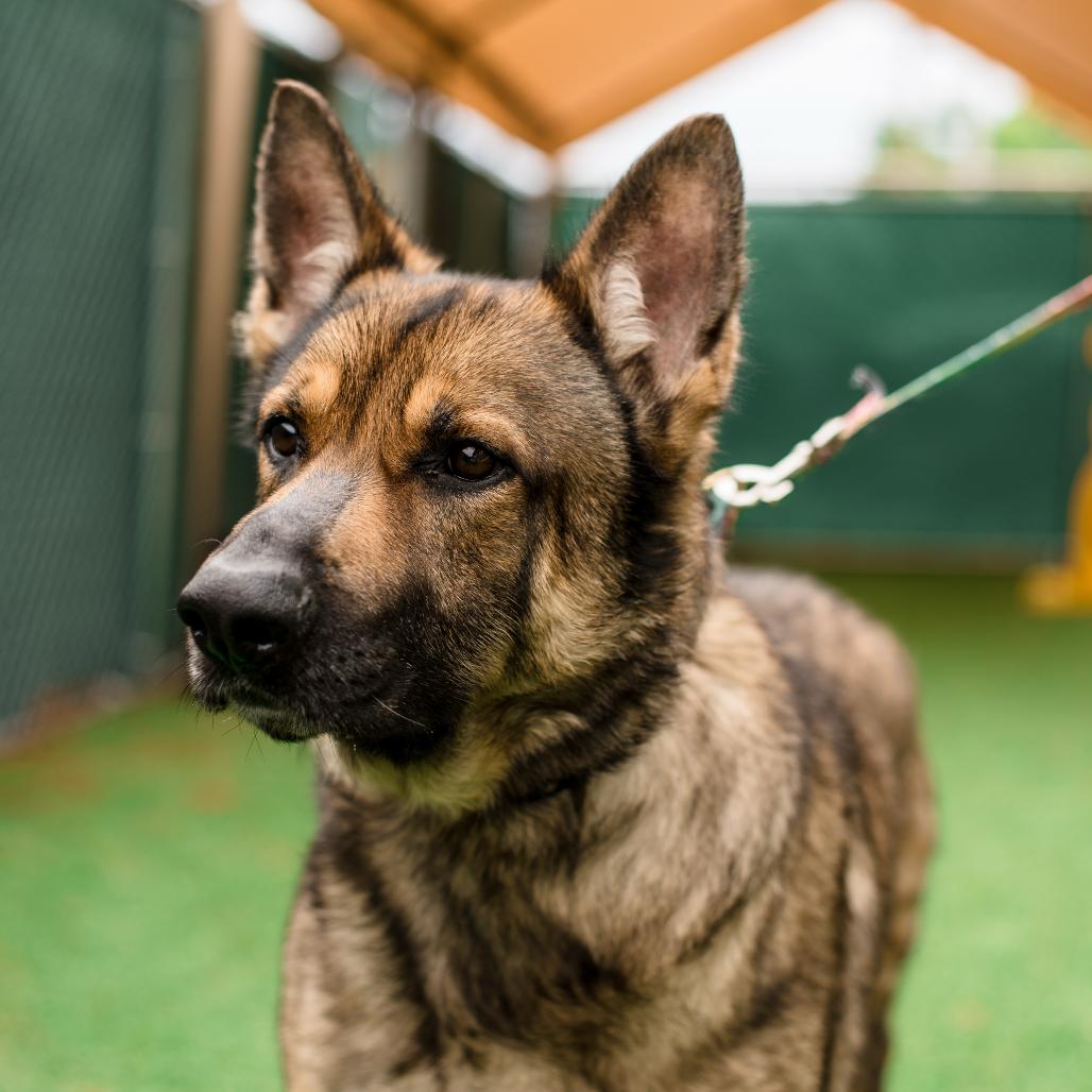 Max, a Adoptable German Shepherd Dog in Warwick, RI image 5/5